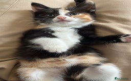 Domestic Shorthair cats for sale: 3 adorable kittens - Image 4