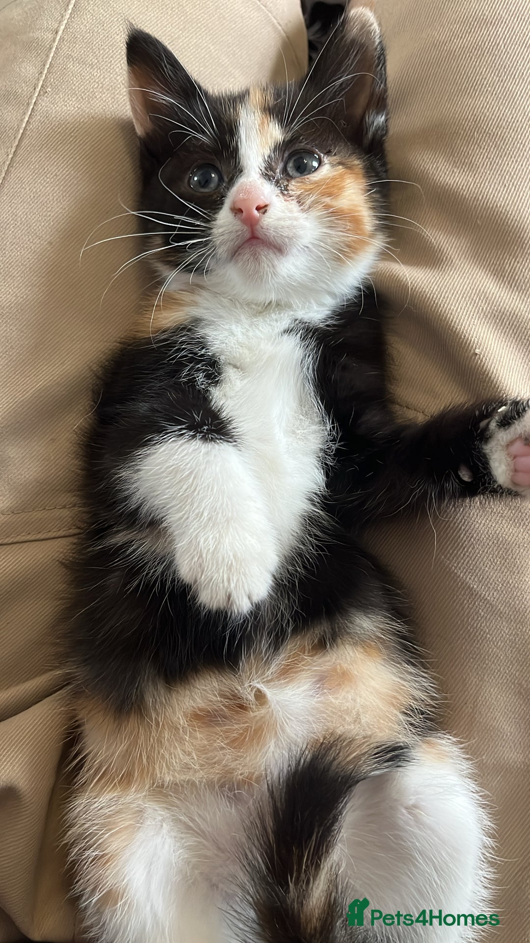 Domestic Shorthair cats for sale: 3 adorable kittens - Image 4