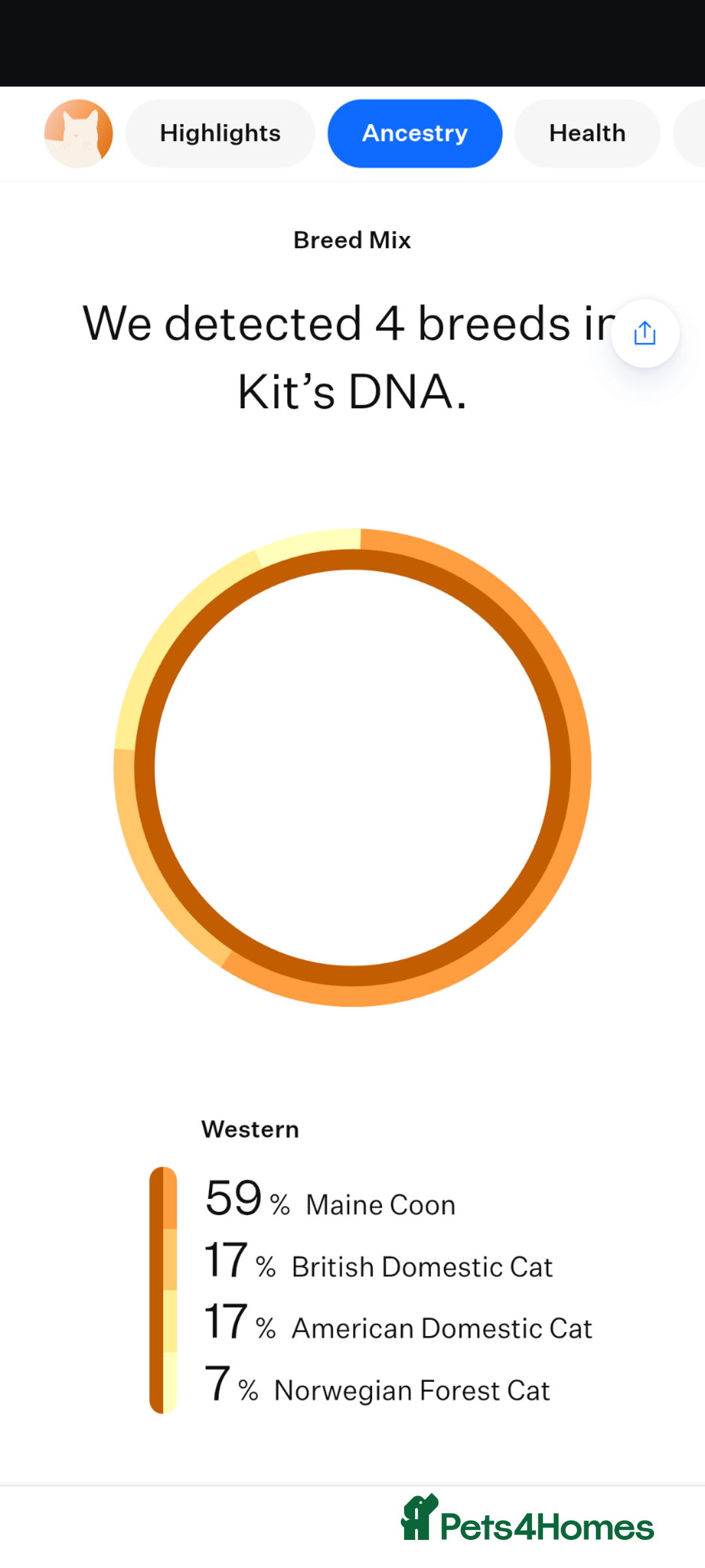 Maine Coon cats for sale: Maine coon cross kittens for sale - Advert 12