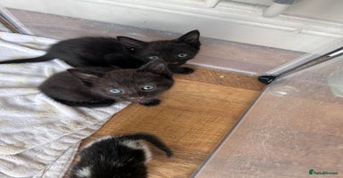 Mixed Breed cats - Advert 7