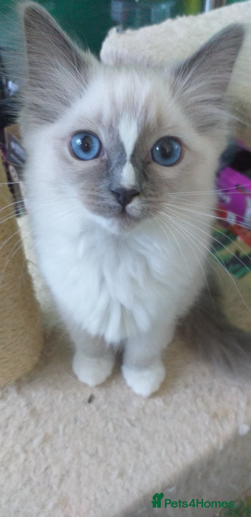 Ragdoll cats for sale: Beautiful Pure Breed Ragdoll Girls  - Advert 13