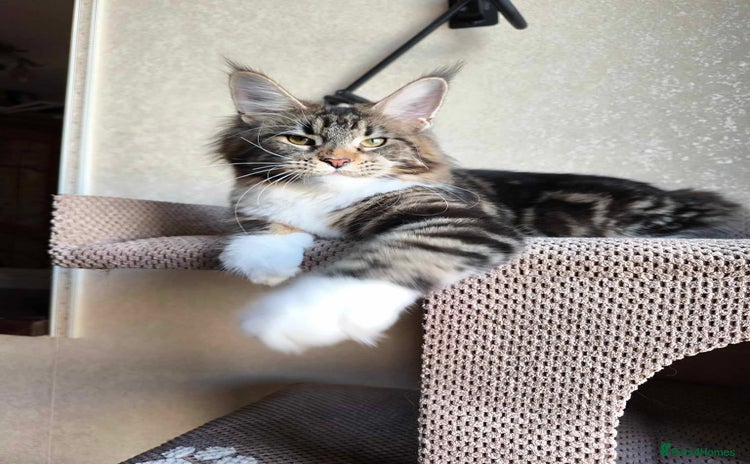 Maine Coon cats - Advert 20