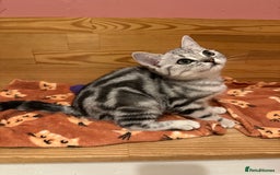 British Shorthair cats for sale: Silver Tabby BSH GCCF registered Kittens - Image 20