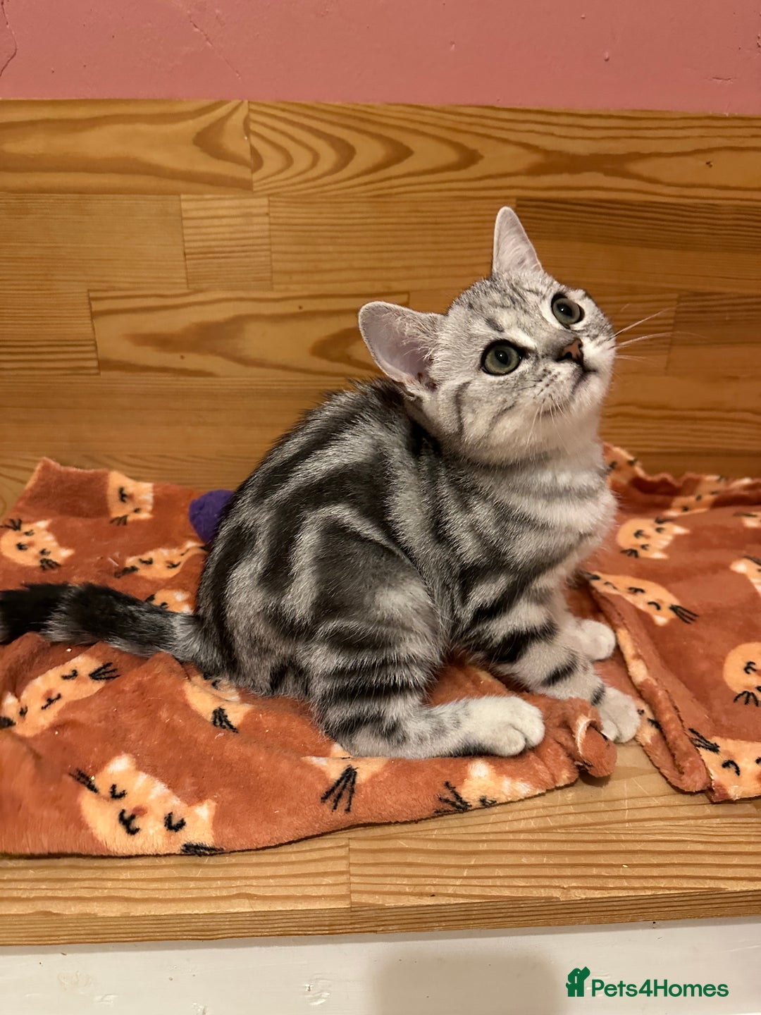 British Shorthair cats for sale: Silver Tabby BSH GCCF registered Kittens - Image 20