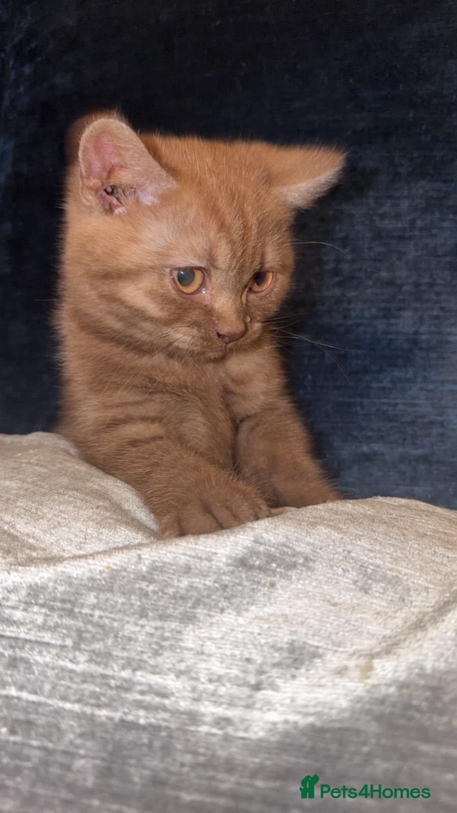 British Shorthair cats British shorthair Kittens  - Advert 1