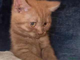 British Shorthair cats British shorthair Kittens - Advert 1