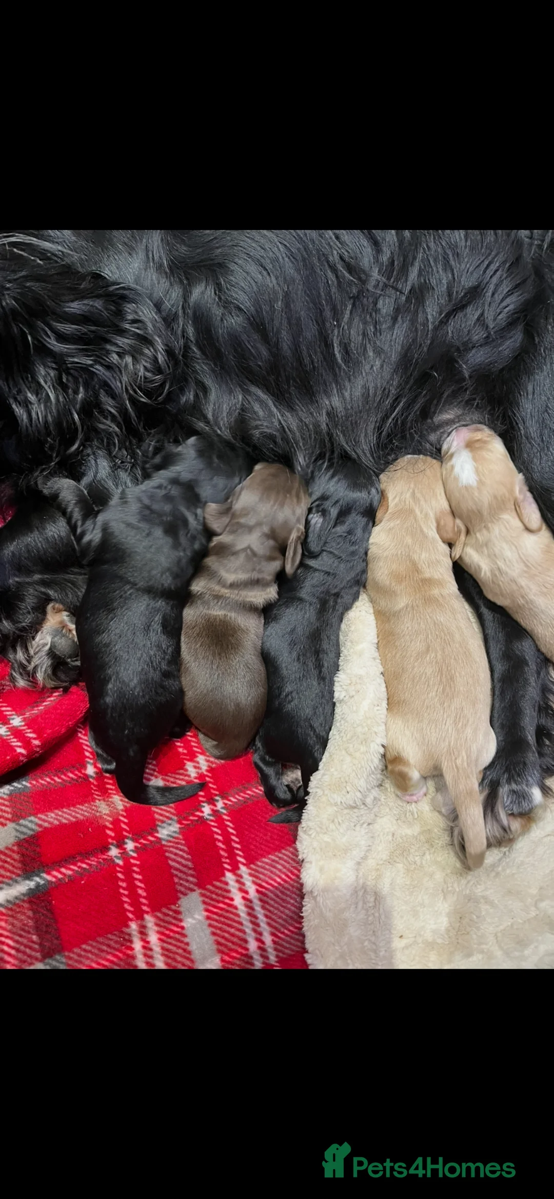 Cocker Spaniel dogs for sale: Cocker Spaniel Puppies *only 2 left* in Christchurch - Advert 2