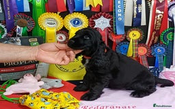 Cocker Spaniel dogs for sale: KC registered Show Cocker Spaniels puppues - Image 10