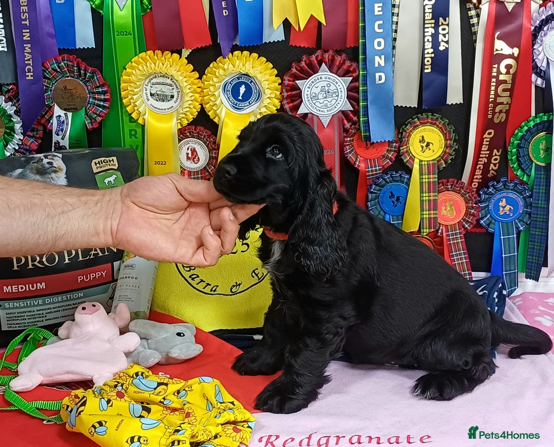 Cocker Spaniel dogs for sale: KC registered Show Cocker Spaniels puppues - Image 10