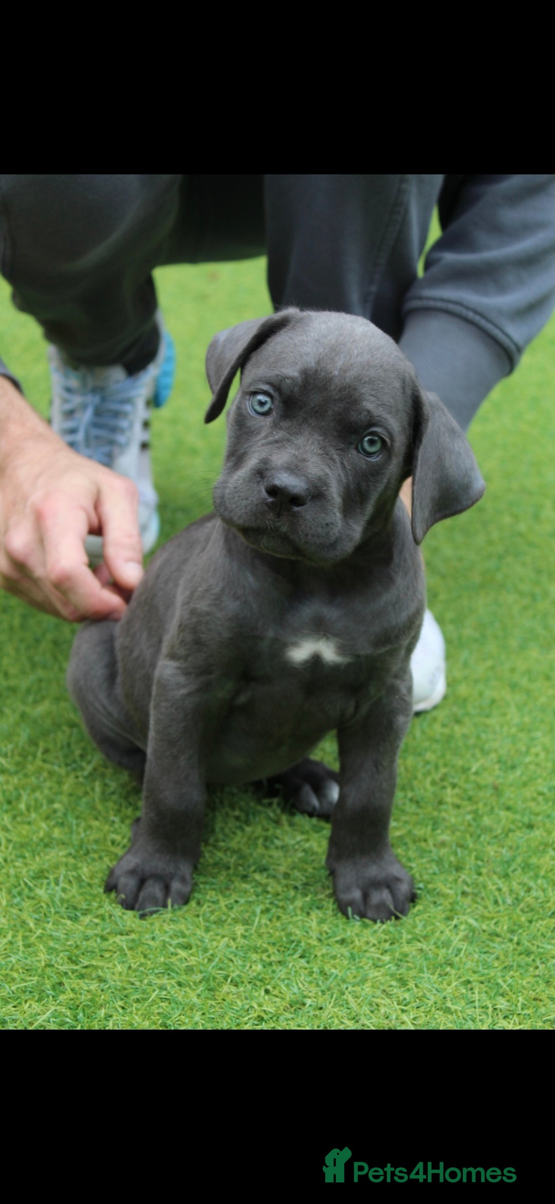 Cane Corso dogs for sale: BEAUTIFUL BLUE CANE CORSO GIRLS - Image 13