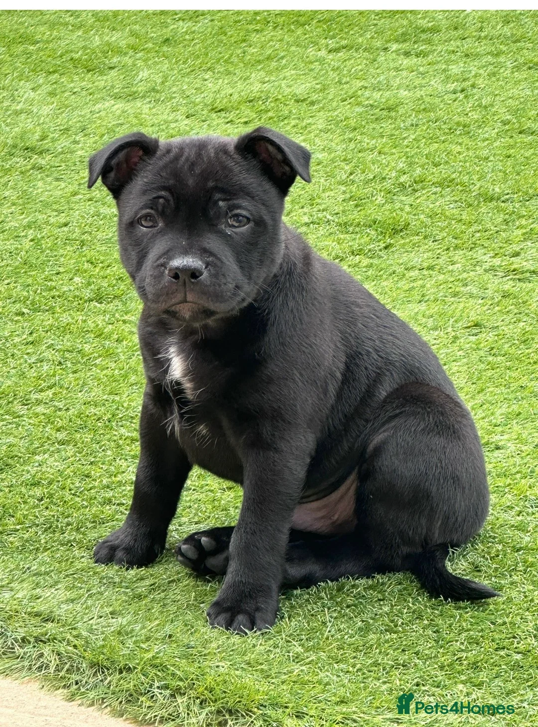 Staffordshire Bull Terrier dogs for sale: Repeat mating of an amazing litter  - Advert 12