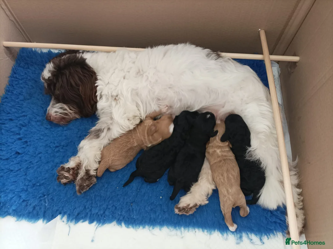 Miniature Poodle dogs for stud: Miniature poodle in Shepton Mallet - Advert 4