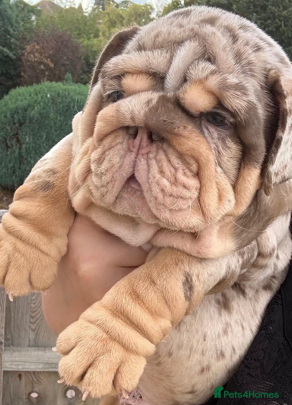English Bulldog dogs Chocolate Merle boy outstanding bloodlines  - Advert 3