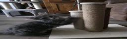Mixed Breed cats for sale: 3 Norwegian Forrest x Persian Chinchilla kittens - Advert 3