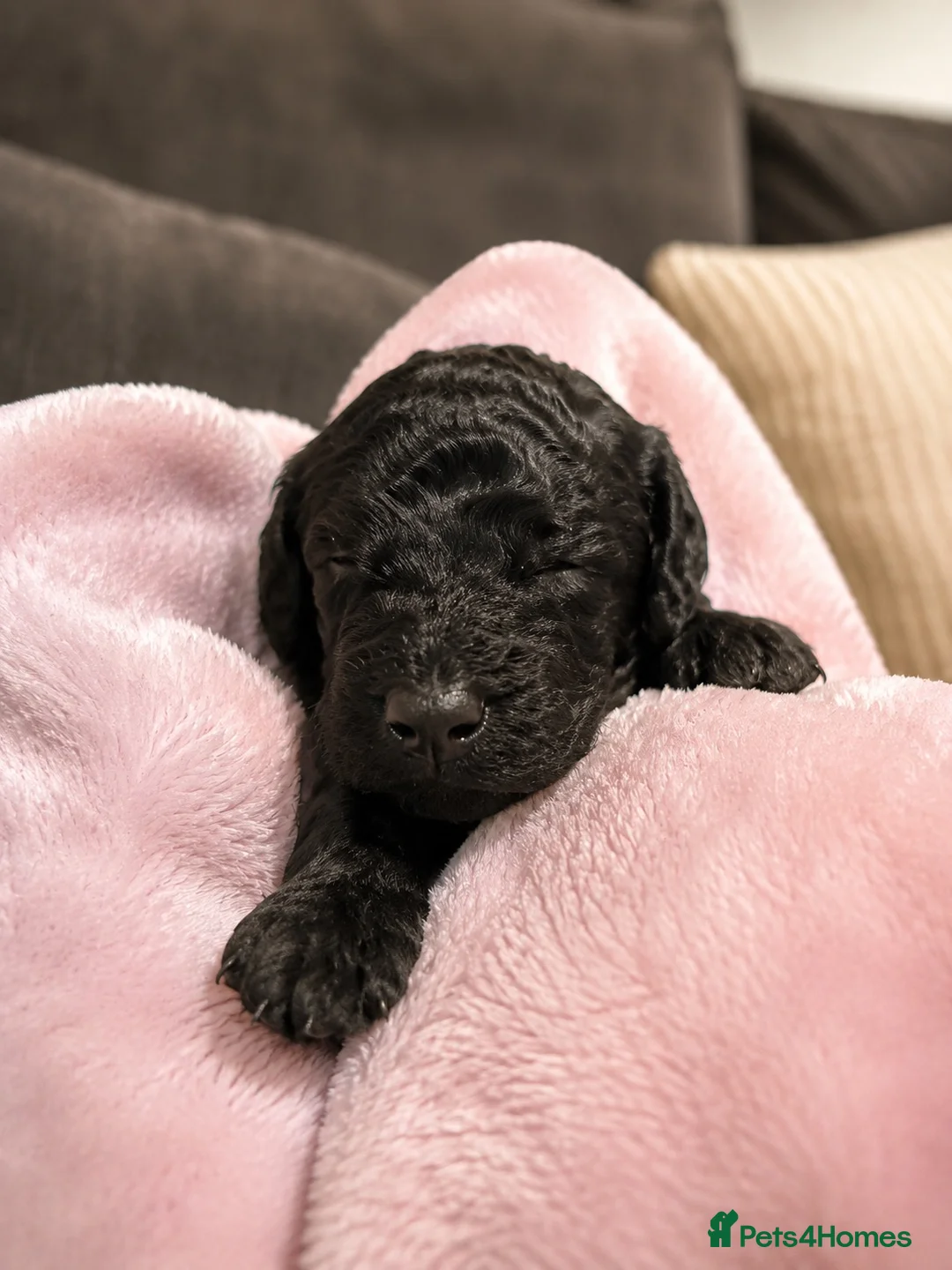 Cockapoo dogs for sale: *1 Boy Left* Stunning F2 cockapoo puppies - Advert 1