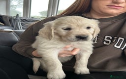 Golden Retriever dogs for sale: Beautiful Golden Retriever Puppies  - Image 12