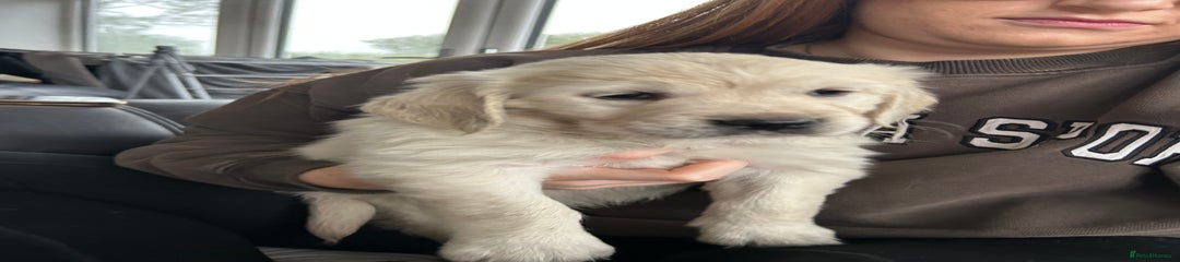 Golden Retriever Puppy 2