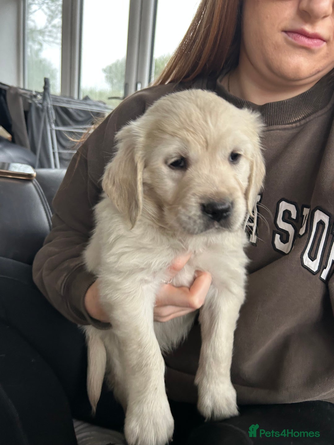 Golden Retriever dogs for sale: Beautiful Golden Retriever Puppies  - Image 12
