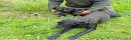 Labrador Retriever dogs for sale: Labrador puppies  in Keith - Advert 2
