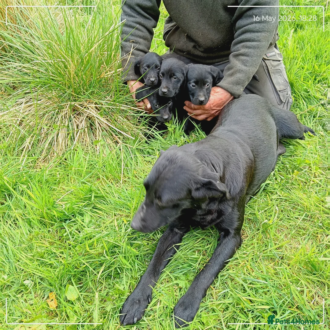 Labrador Retriever dogs for sale: Labrador puppies  in Keith - Advert 2