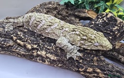 Gecko reptiles for sale: Leachianus & Crested Geckos Adults & Babies  - Advert 4