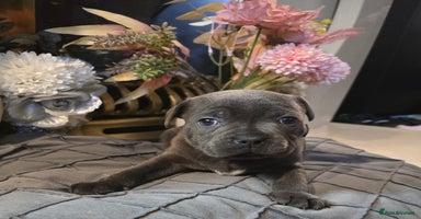 Staffordshire Bull Terrier dogs - Advert 15