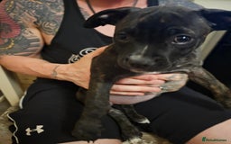Mixed Breed dogs for sale: Female Staffordshire bull terrier puppy - Image 5