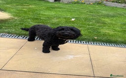 Mixed Breed dogs for sale: Cockapoo/Labradoodle Pups DUE Sept2025 - Image 2