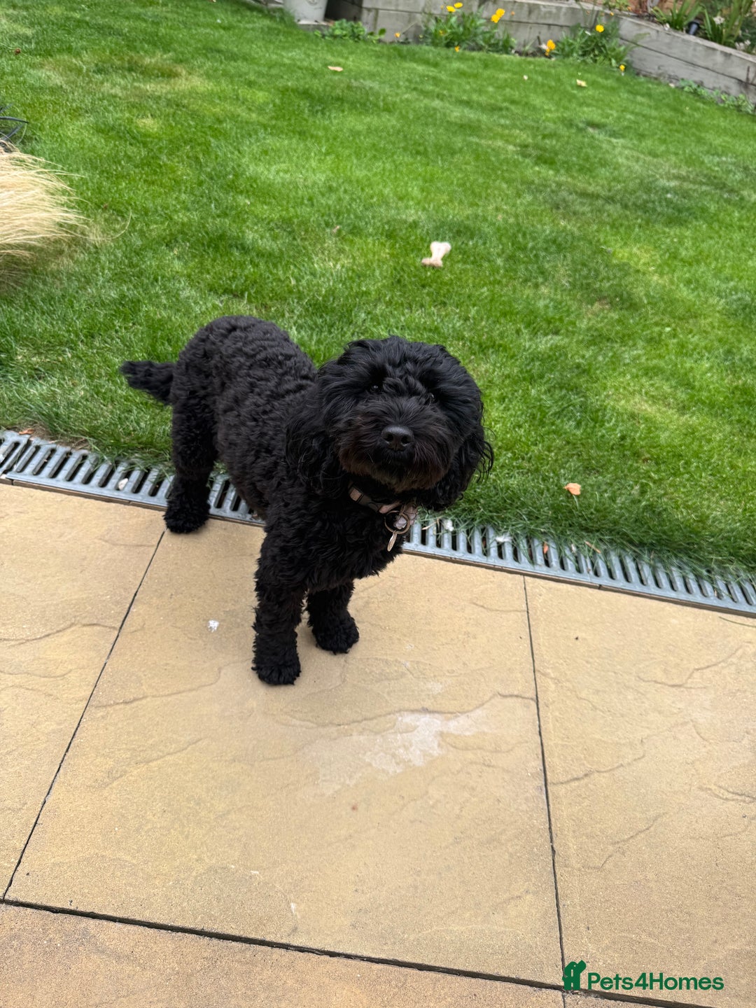 Mixed Breed dogs for sale: Cockapoo/Labradoodle Pups DUE Sept2025 - Image 2