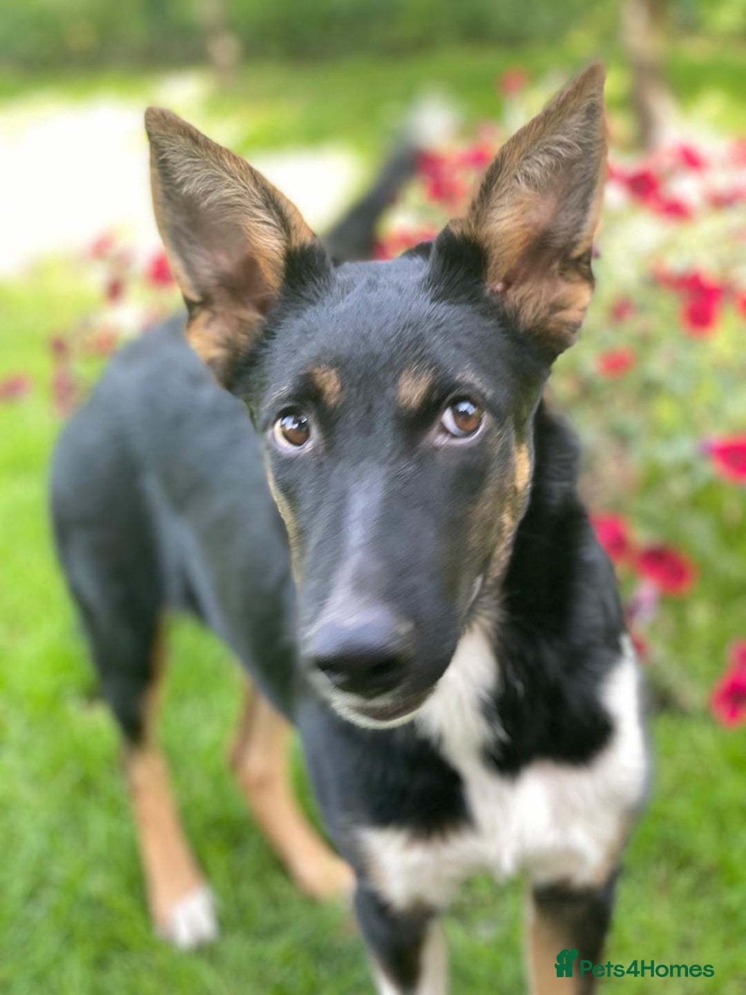 Mixed Breed dogs for adoption: URGENT: ❤️LINDA- 9 months old medium-to-large❤️ - Advert 7