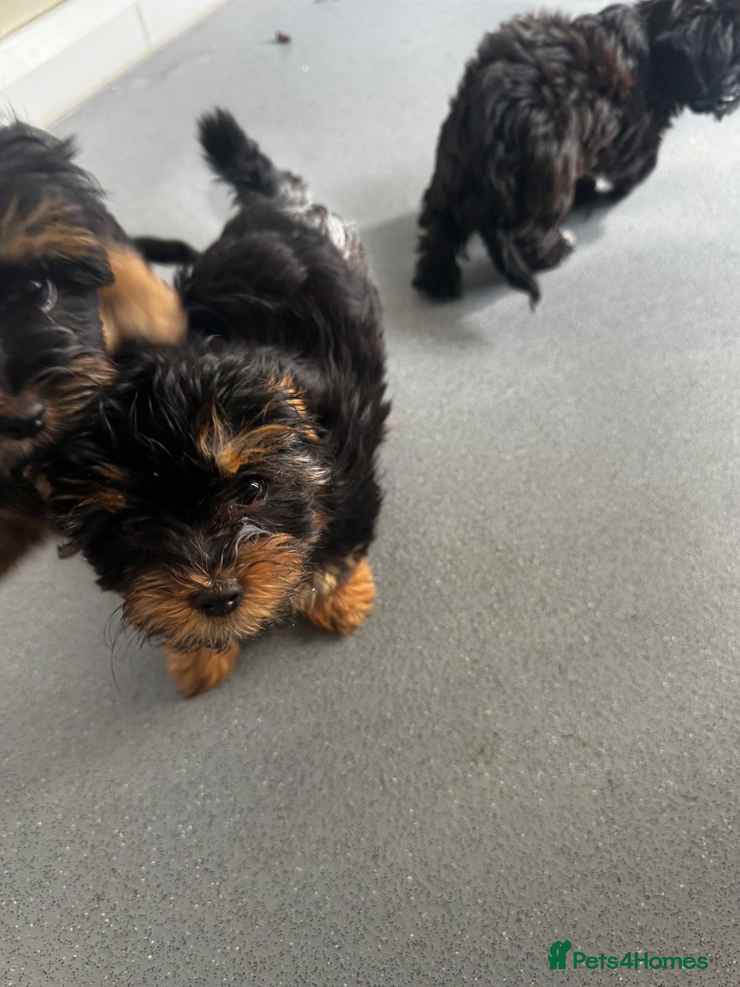 Shorkie dogs Shorkies puppies - Advert 2
