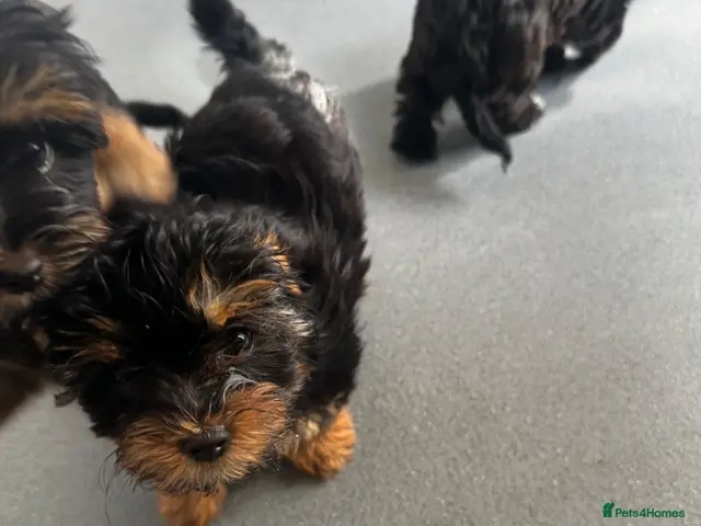 Shorkie dogs for sale: Shorkies puppies - Advert 2