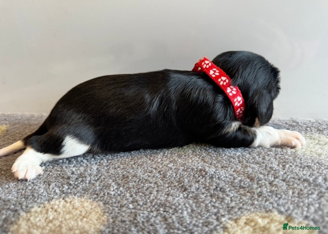 Cavalier King Charles Spaniel dogs for sale: Health tested cavalier King Charles  - Image 8