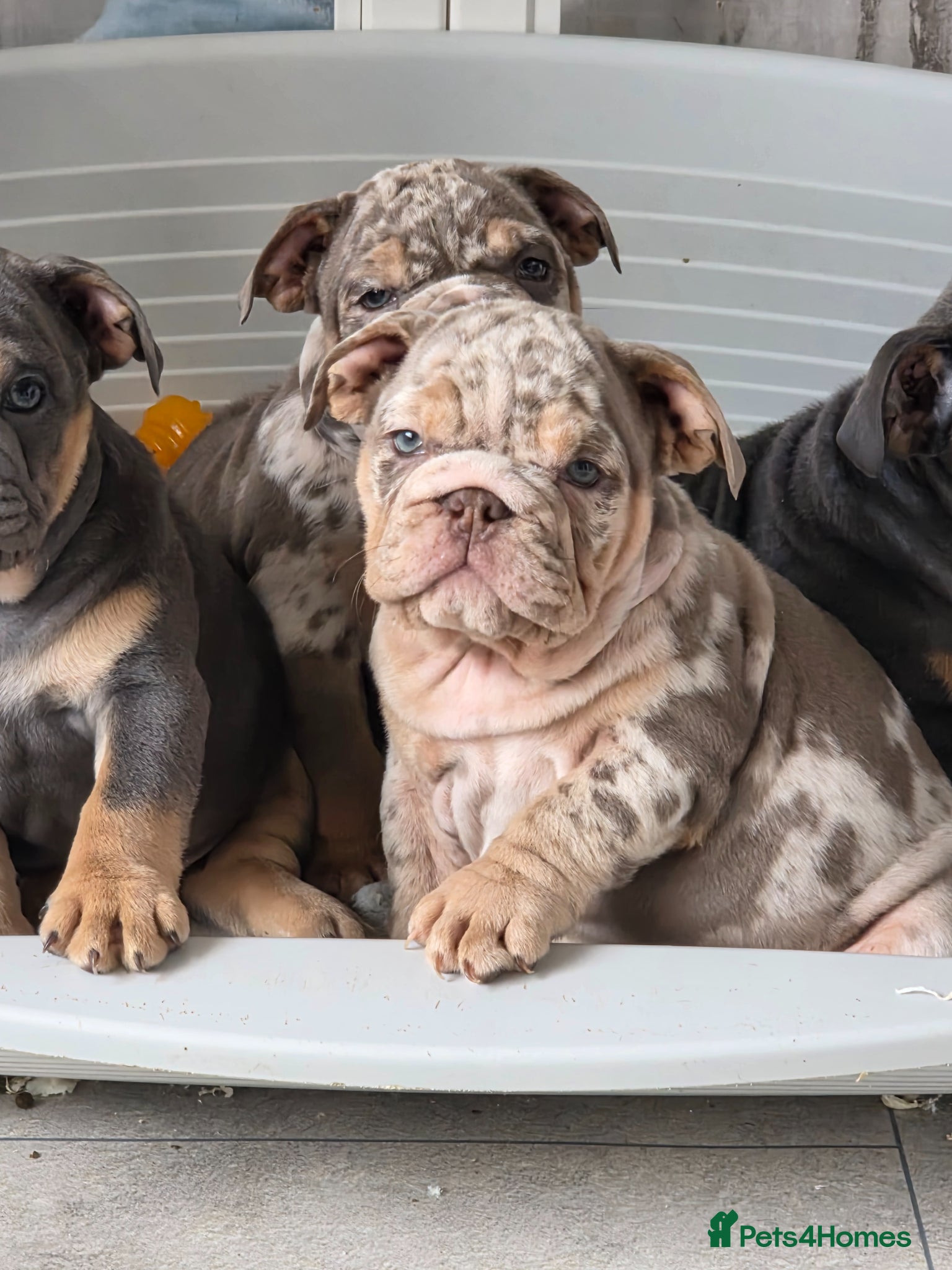 English Bulldog dogs british bulldog pups ready now  - Advert 15