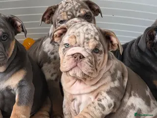 English Bulldog dogs british bulldog pups ready now - Advert 15