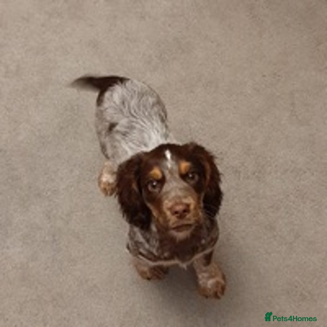 Cocker Spaniel dogs for stud: 🔥🔥WORKING ROAN COCKER STUD🔥🔥 in Gateshead - Advert 5
