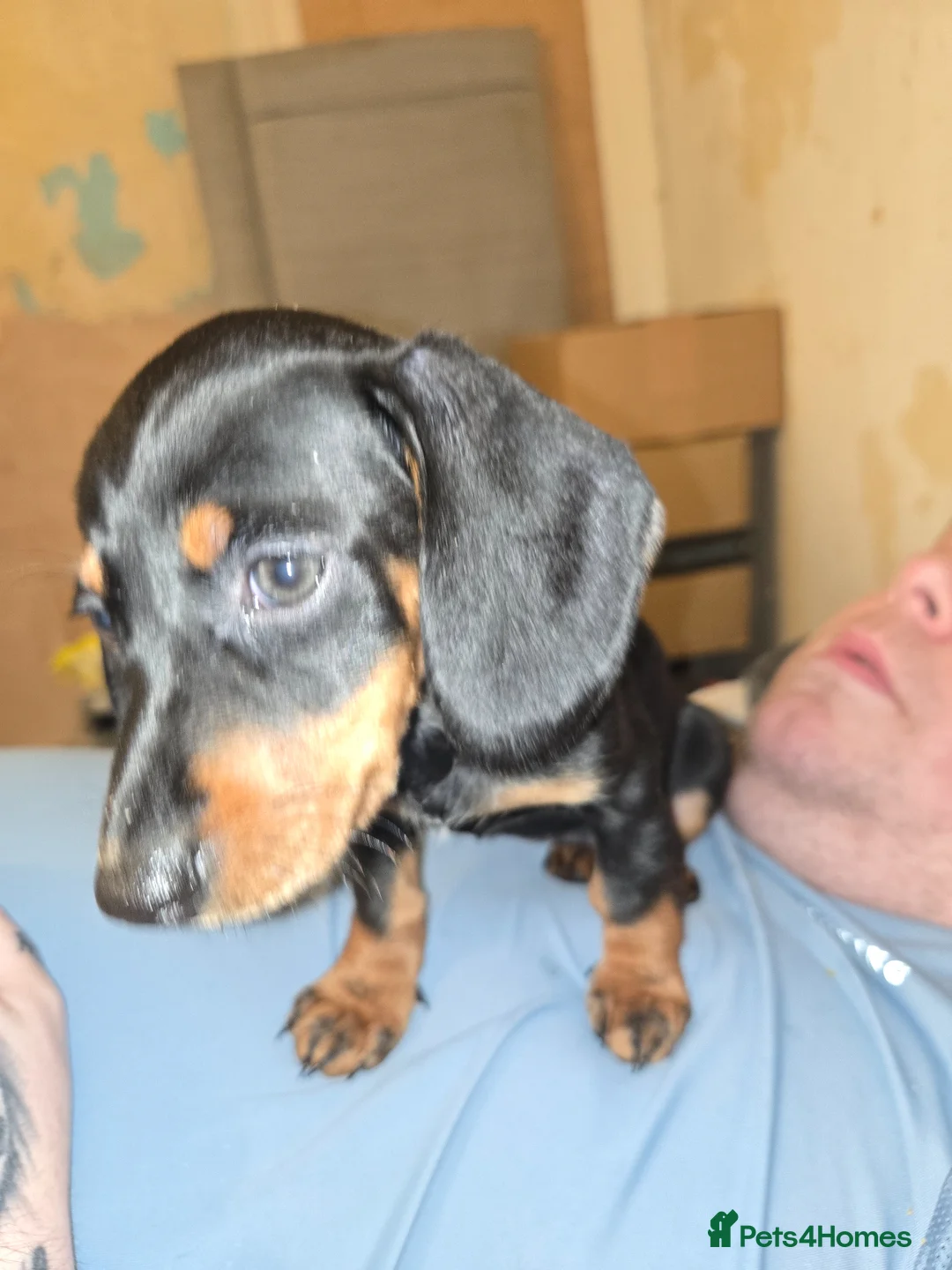 Miniature Dachshund dogs for sale: Miniature dacshund pups - Advert 2