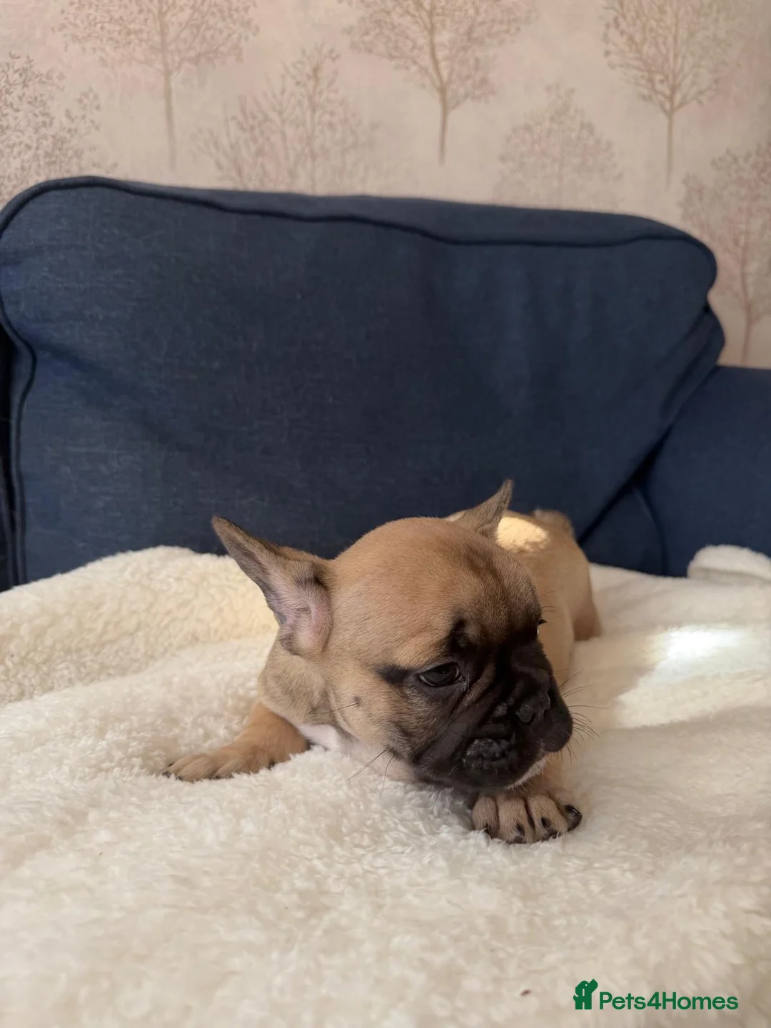 French Bulldog dogs for sale: 3 stunning french bulldogs in Grays - Advert 2