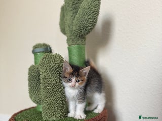 Domestic Shorthair cats Tabby kitten - Advert 1