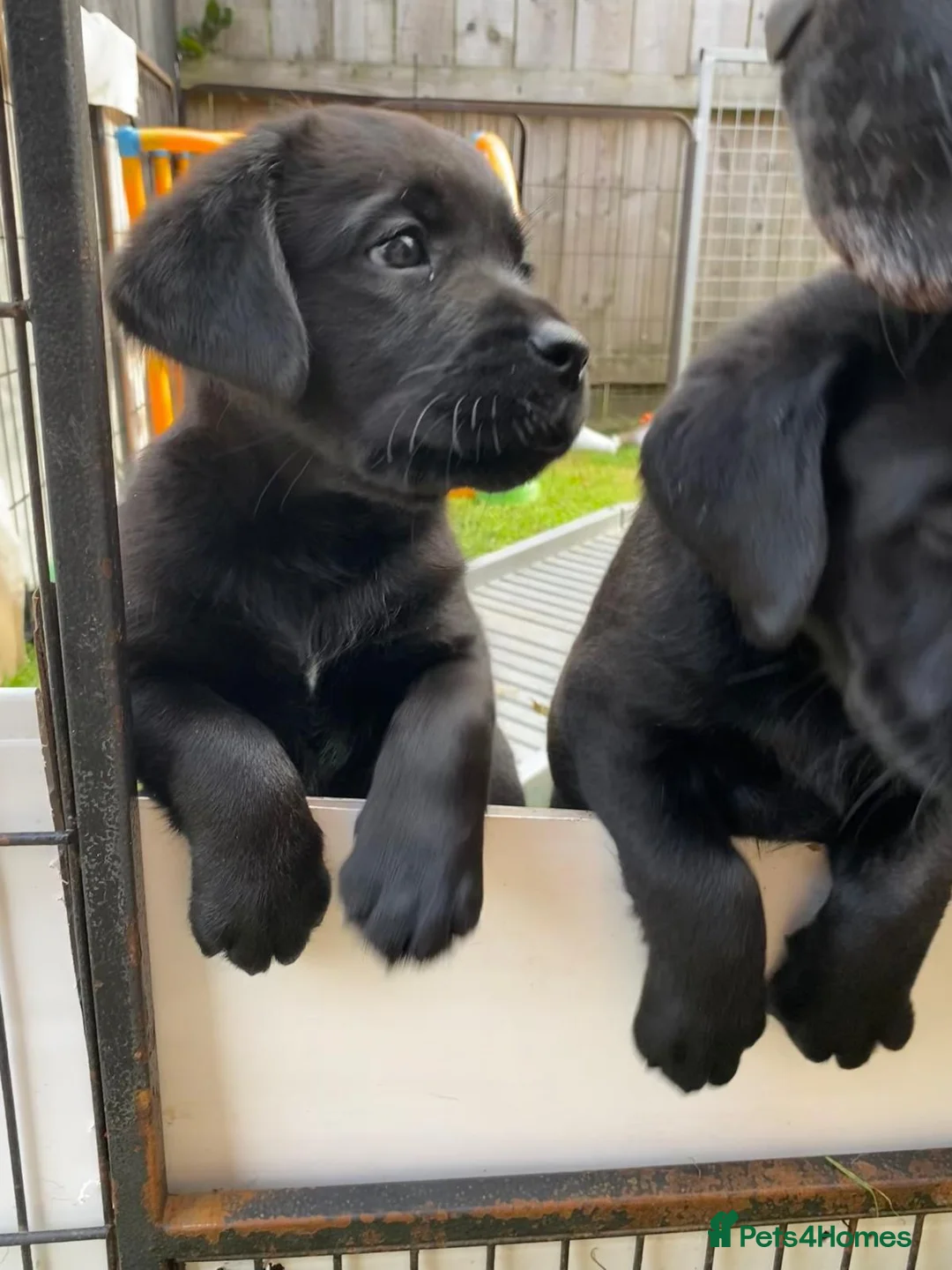 Labrador Retriever dogs for sale: 5* LICENCED LABRADOR BREEDER kc registered  - Advert 14