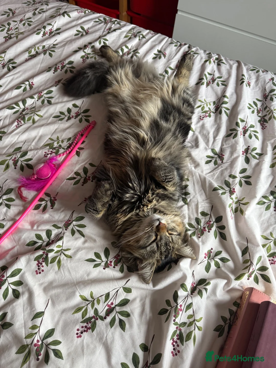 Mixed Breed cats for sale: Female tabby for sale - Advert 2