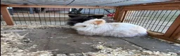 Mixed Breed rabbits for sale: 1 boy 1 girl - Advert 2