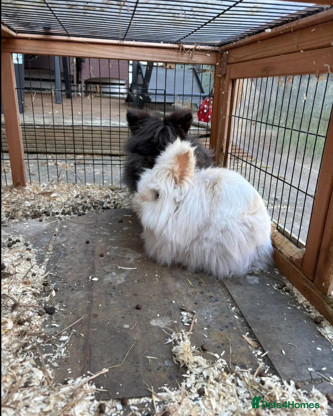 Mixed Breed rabbits for sale: 1 boy 1 girl - Advert 2