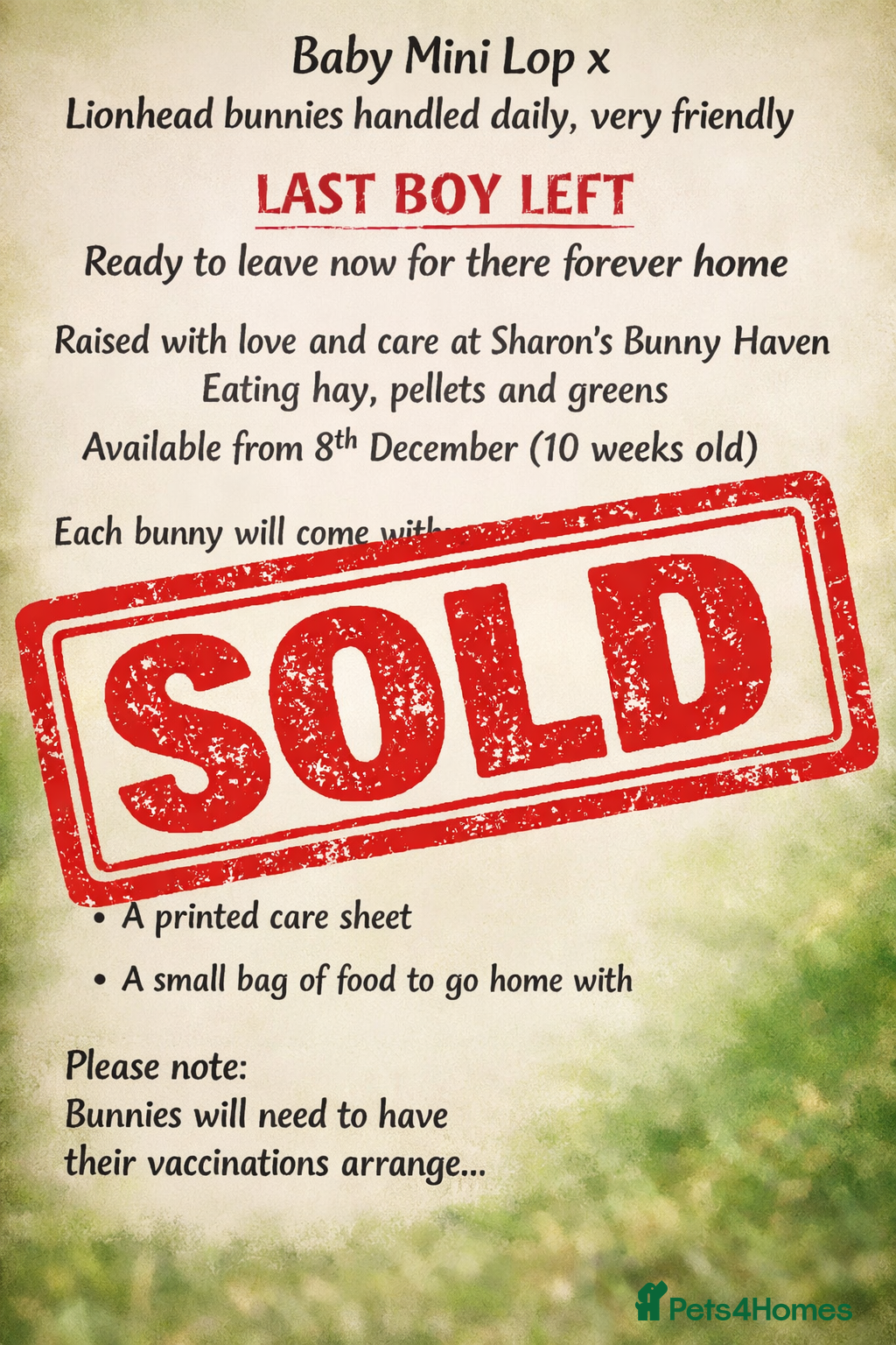 Mixed Breed rabbits Adorable Mini lop mix loin head babies  - Advert 7