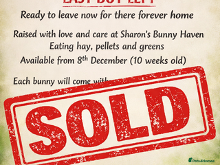 Mixed Breed rabbits Adorable Mini lop mix loin head babies - Advert 7