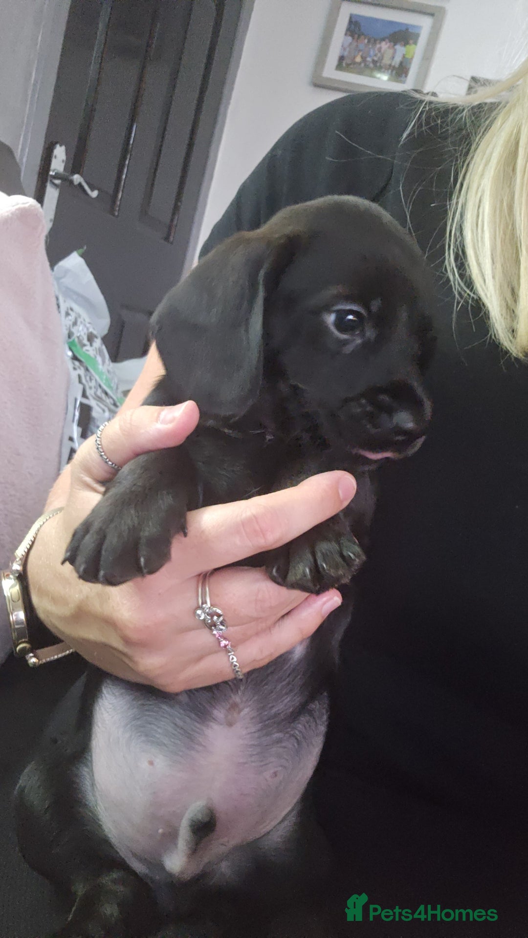 Mixed Breed dogs for sale: Labradoodle x dachshund  - Image 4