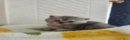 British Longhair cats for sale: Beautifull Kittens for sale. - Advert 3