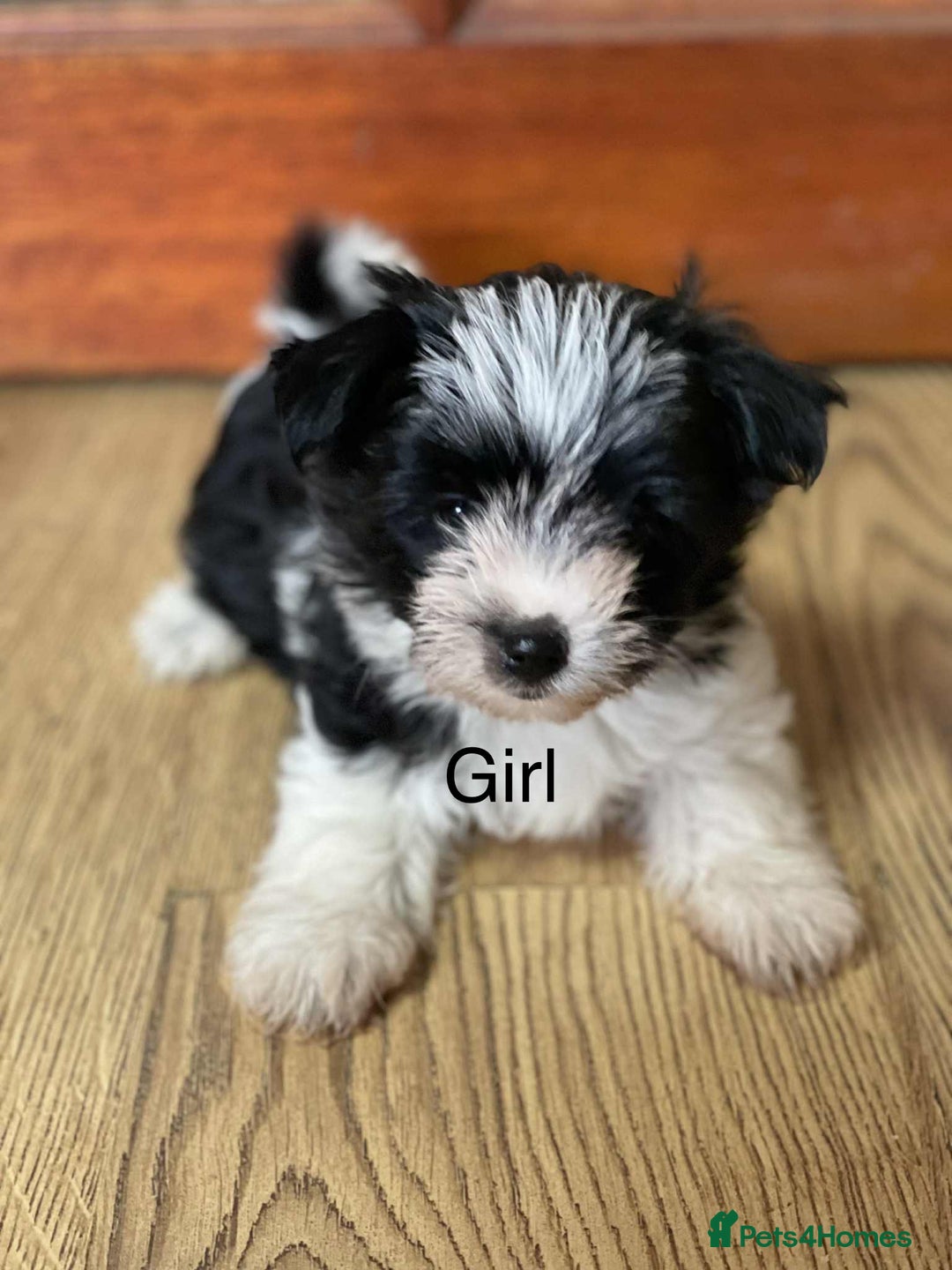 Biewer Terrier dogs for sale: Biewer Terrier puppy  - Image 2