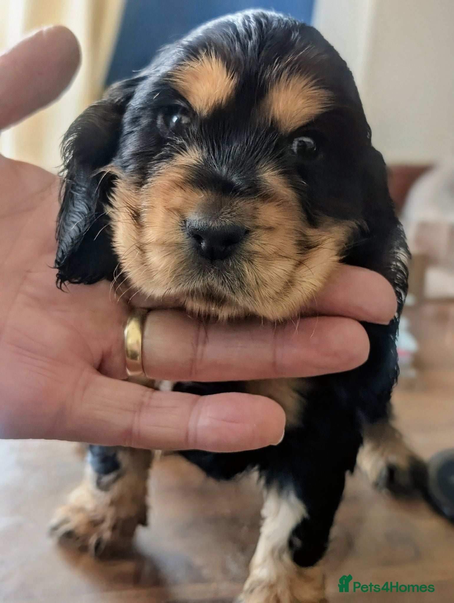 Cocker Spaniel dogs Very Well Bred ,Pure,KC, Show Type, C /S Puppies - Advert 2