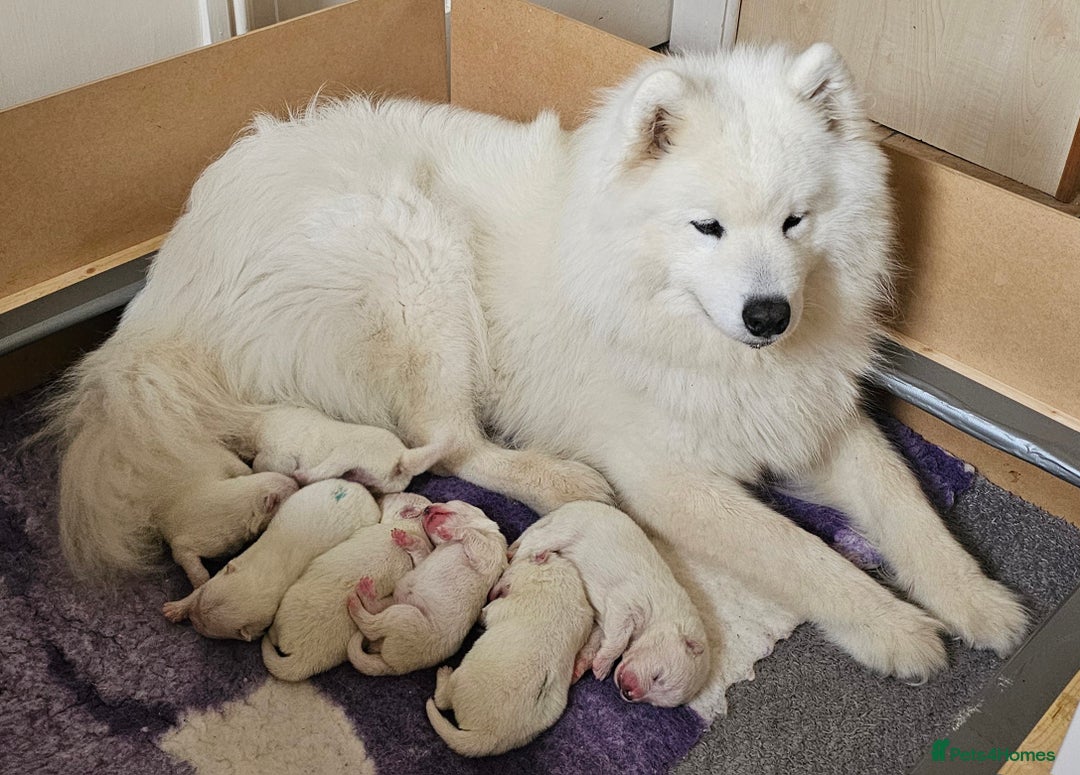 Samoyed dogs for sale: Puppy Waiting List Open for Top Quality KC Sammies - Image 6